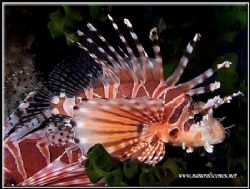 Lionfish in Perhentian island, Malaysia. by Erika Antoniazzo 
